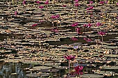 Banteay Srei temple - the moat 
